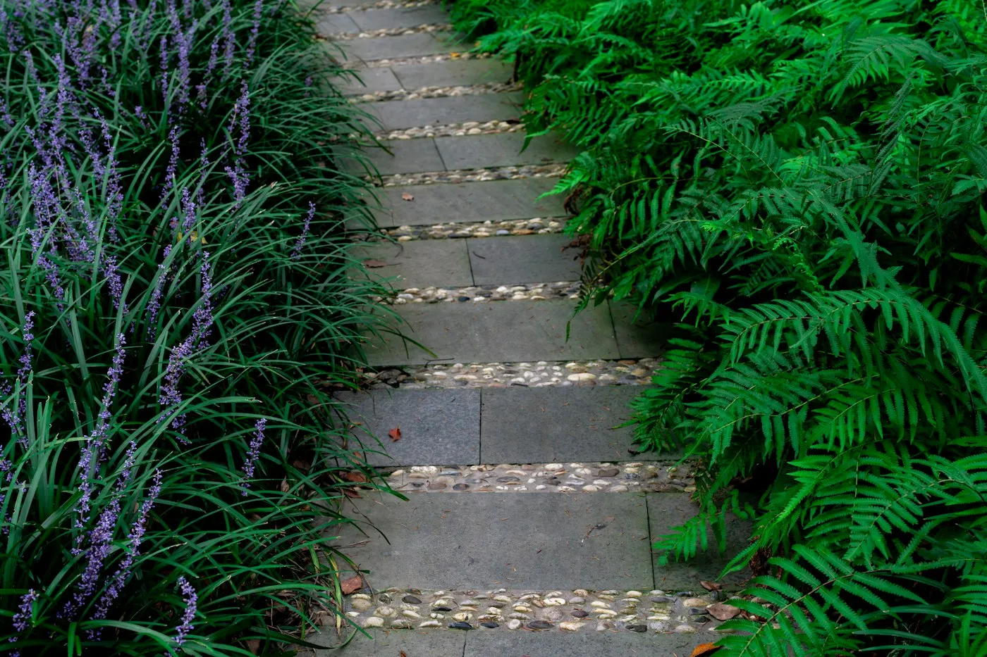 A stepping-stone path between ferns and purple flowers