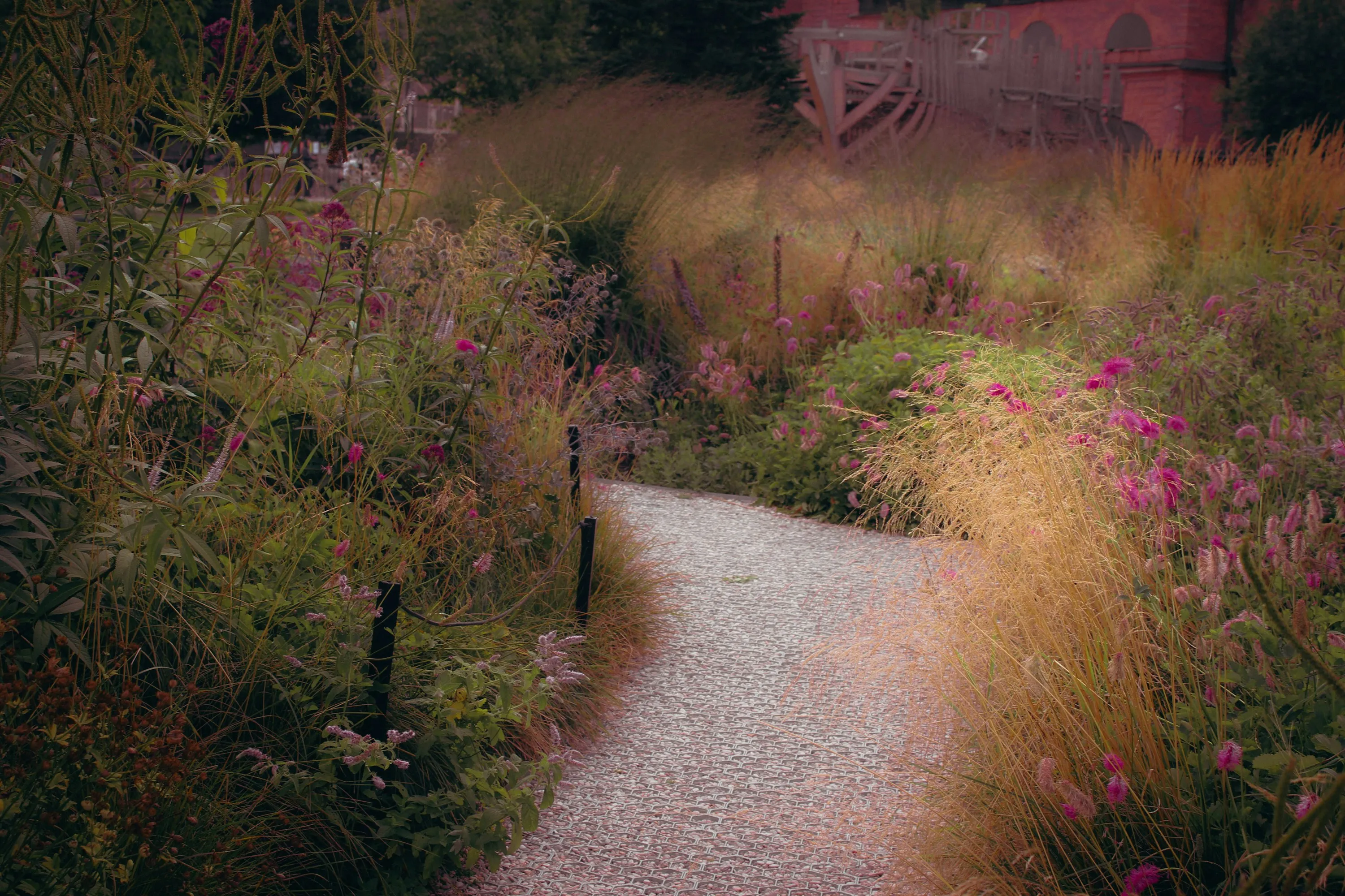 A gravel path winding between tall prairie grasses and pink and purple perennials