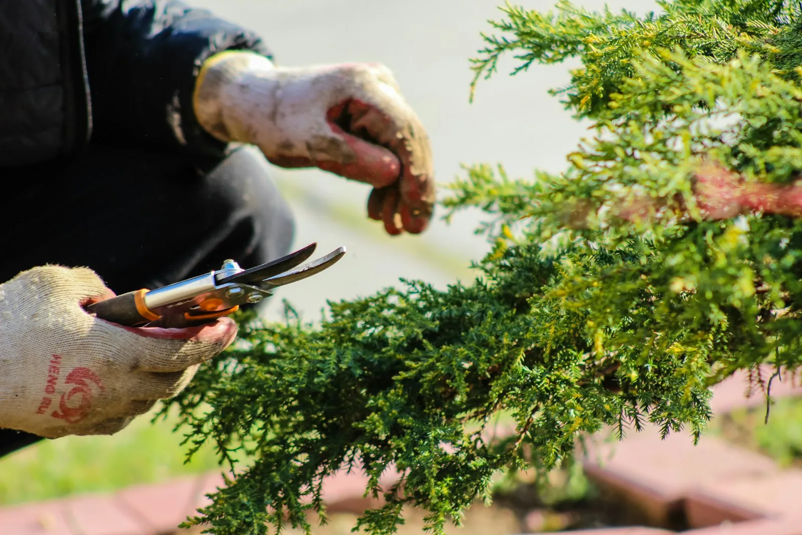 Gloved hands pruning a juniper with hand shears